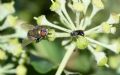 Hylaeus sp.